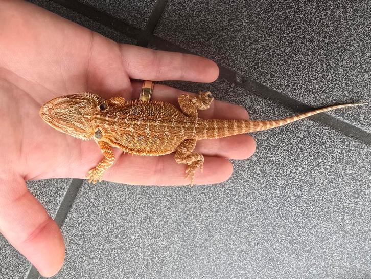 Actie! Jonge baardagaam red citrus blue bar met nieuw terra, Dieren en Toebehoren, Reptielen en Amfibieën, Amfibie