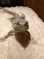 Lieve handtamme bardagaam, Animaux & Accessoires, Reptiles & Amphibiens