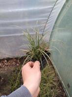 Carex brunnea, Graminées ornementales, Enlèvement, Plante fixe