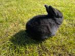 Nederlandse Hangoortjes, Dieren en Toebehoren