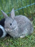 Konijntjes te koop, Dieren en Toebehoren, Ophalen
