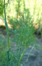 aneth - 15 graines, Jardin & Terrasse, Envoi, Graine