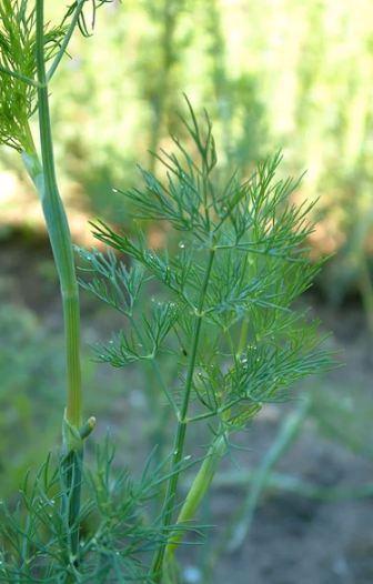 dille - 15 zaden, Tuin en Terras, Bloembollen en Zaden, Zaad, Verzenden