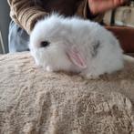 dwerg konijntjes, Dieren en Toebehoren, Meerdere dieren, Dwerg, Hangoor, 0 tot 2 jaar