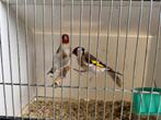 Distelvinken koppel, Dieren en Toebehoren, Vogels | Overige Vogels, Meerdere dieren, Wildzangvogel, Geringd