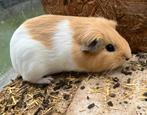 Vrouwtjes cavia te koop, Dieren en Toebehoren, Mei, Vrouwelijk, Cavia