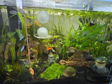Jonge guppy's  beschikbaar voor biedingen