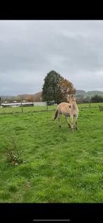 Knappe fjord hengst, Enlèvement