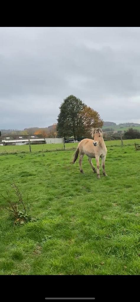 Knappe fjord hengst, Dieren en Toebehoren, Paarden en Pony's | Zadels, Ophalen