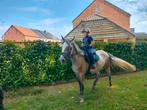 Mooie pony merie