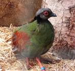 Roul roul, Dieren en Toebehoren, Vogels | Overige Vogels