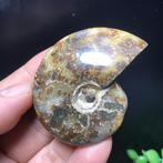 Prachtige gepolijste ammoniet (W2)., Verzamelen, Mineralen en Fossielen, Verzenden, Fossiel