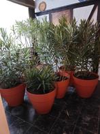 Oleander, Tuin en Terras, Ophalen