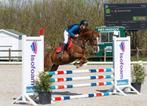 d-pony, springpony, allround pony, B, 11 jaar of ouder, D pony (1.37m tot 1.48m), Merrie