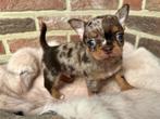 Prachtig kortharig chihuahua reutje, Dieren en Toebehoren, Honden | Chihuahua's en Gezelschapshonden, België, Fokker | Hobbymatig