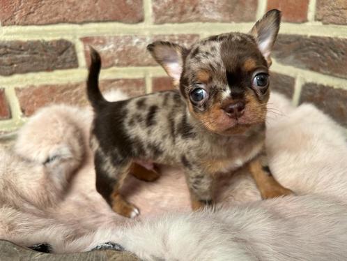 Prachtig kortharig chihuahua reutje, Dieren en Toebehoren, Honden | Chihuahua's en Gezelschapshonden, Chihuahua, Fokker | Hobbymatig