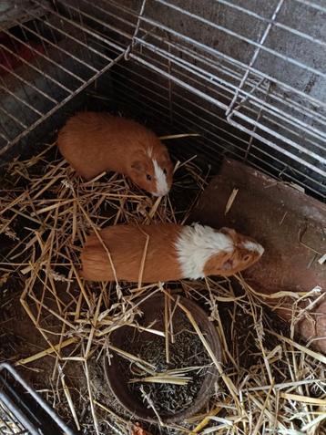 Cavia beertjes beschikbaar voor biedingen