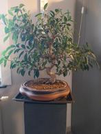 Bonsai, Tuin en Terras, Ophalen