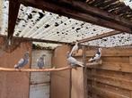 6 mooie sierduiven, Dieren en Toebehoren, Vogels | Overige Vogels, Geslacht onbekend