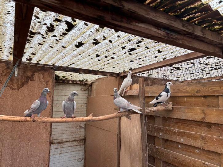 6 magnifiques pigeons d’ornement, Animaux & Accessoires, Oiseaux | Oiseaux Autre, Sexe inconnu