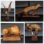 opgezette dieren, Verzamelen, Dierenverzamelingen, Ophalen, Zo goed als nieuw, Overige soorten, Overige typen
