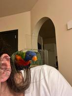 Kleine papegaai ( lori van de blauwe bergen), Papegaai