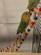 Dwergpapegaai (agapornis), Mannelijk, Dwergpapegaai of Agapornis, Geringd