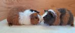 Schattige US Teddy cavia's, Dieren en Toebehoren, December, Vrouwelijk, Cavia