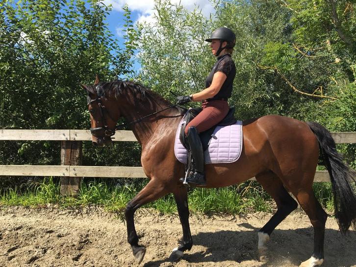 Fokmerrie/dressuurpaard van Lord Leatherdale, Dieren en Toebehoren, Paarden, Merrie, M, 165 tot 170 cm, 11 jaar of ouder, Dressuurpaard