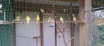 Kanaries te koop, Dieren en Toebehoren, Vogels | Kanaries, Geslacht onbekend, Kleurkanarie