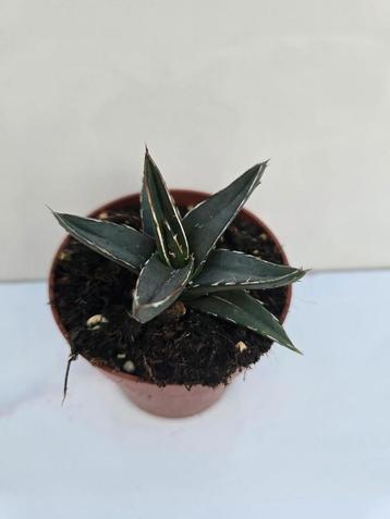 Agave nickelsiae
 beschikbaar voor biedingen