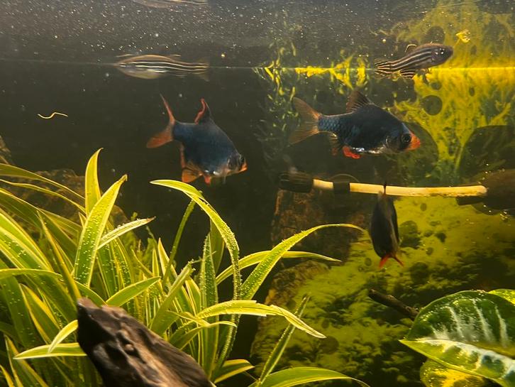 Sumatraan vissen, Dieren en Toebehoren, Vissen | Aquariumvissen, Zoetwatervis, Vis, Schoolvis