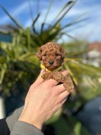 Prachtige mini maltipoo pups (mini maltezer x toy poedel), Animaux & Accessoires, Chiens | Chihuahuas & Chiens de compagnie, Autres races