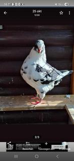 King duiven .3 duivinnen en 2 duivers., Plusieurs animaux, Autres espèces