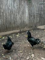 Ayam cemani, Dieren en Toebehoren, Meerdere dieren, Kip