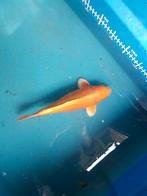 Japanse koi, Dieren en Toebehoren, Karper of Koi