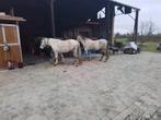 Dubbelspan D pony s, Dieren en Toebehoren, Paarden en Pony's | Hoofdstellen en Tuigage, Ophalen