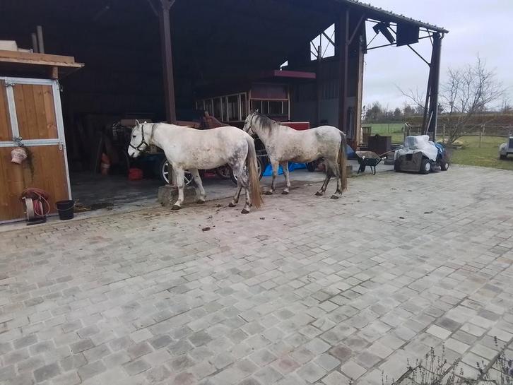 Dubbelspan D pony s, Dieren en Toebehoren, Paarden en Pony's | Hoofdstellen en Tuigage, Ophalen