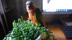 jonge pyrrhura supper tam, Dieren en Toebehoren, Vogels | Parkieten en Papegaaien, Tam