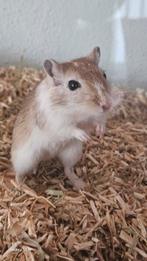 Gerbilles