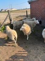 Schapen, Dieren en Toebehoren
