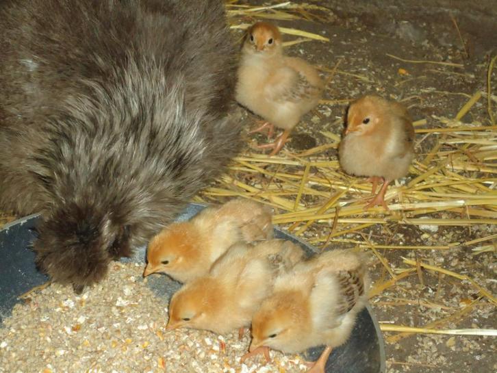 new hampshire kuikens, Dieren en Toebehoren, Pluimvee, Kip, Geslacht onbekend