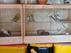 Grasparkieten, Dieren en Toebehoren, Vogels | Overige Vogels