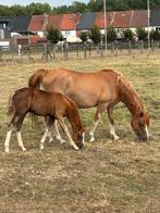 Prachtig welsh sectie b hengstveulen, Dieren en Toebehoren, Minder dan 160 cm, 0 tot 2 jaar, Hengst, Onbeleerd