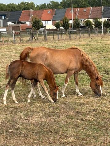 Prachtig welsh sectie b hengstveulen, Moins de 160 cm, Étalon, 0 à 2 ans, Non dressé