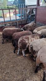 Schapen Rammen, Dieren en Toebehoren