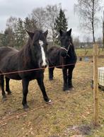 Adoptie paard pony GEZOCHT, Dieren en Toebehoren
