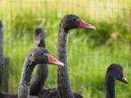 Zwanen zwarte zwanen, Dieren en Toebehoren, Meerdere dieren, Gans of Zwaan