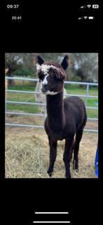 Alpaca ruin wandelmak, Dieren en Toebehoren