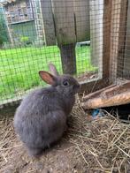 dwergkonijn, Dieren en Toebehoren, Konijnen, Vrouwelijk, 0 tot 2 jaar, Middelgroot